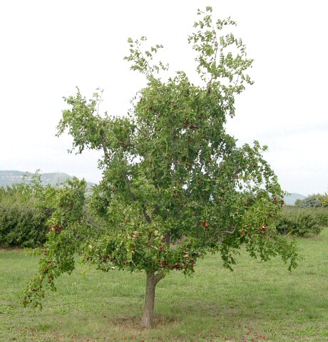 Ziziphus jujuba 'Li'