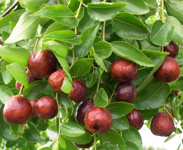 Ziziphus jujuba 'Li' : fruits m�rs