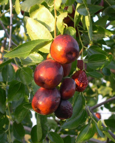 Ziziphus jujuba 'Li' : fruits m�rs