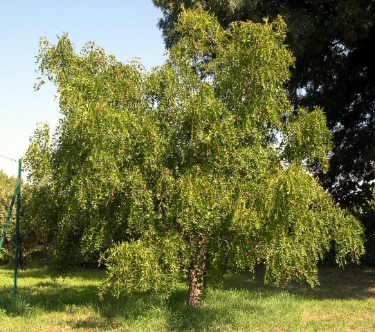 Ziziphus jujuba Mil. : vari�t� typique de Provence