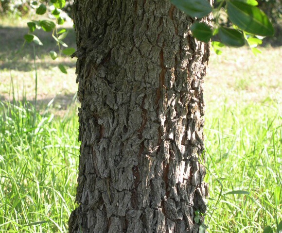 Ziziphus jujuba Mill. : tronc d'un sujet de la vari�t� typique de Provence