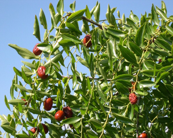 Ziziphus jujuba Mill. : fructification de la vari�t� typique de Provence