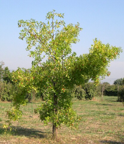 Ziziphus jujuba Mill. : vari�t� proven�ale � fruits ronds