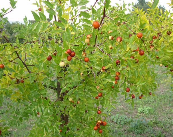 Ziziphus jujuba Mill. : vari�t� proven�ale � fruits ronds.