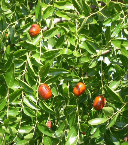 Ziziphus jujuba Mill. : fruits de la vari�t� traditionnelle de Provence