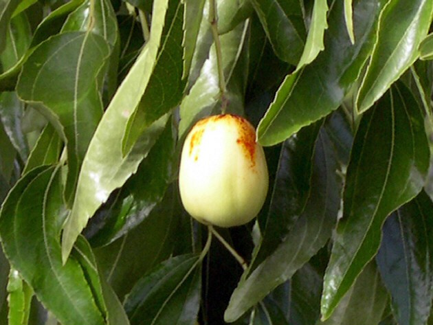 Ziziphus jujuba 'Sherwood' : fruit non m�r