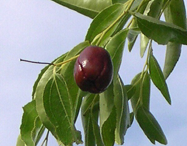 Ziziphus jujuba 'Sherwood' : fruit m�r
