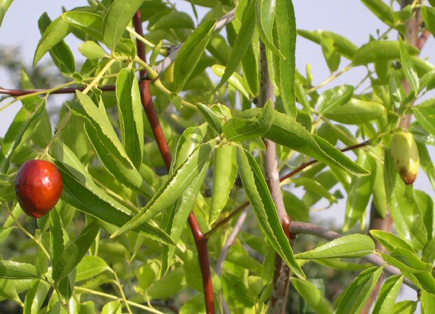 Ziziphus jujuba 'Silverhill' : fruit m�r (gauche) et fruit non m�r (droite)