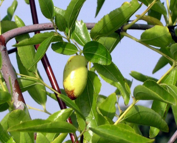 Ziziphus jujuba 'Silverhill' : fruit non m�r