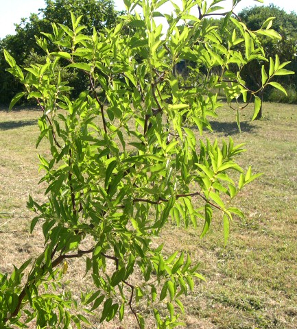 Ziziphus jujuba 'So' : branche