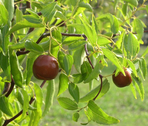 Ziziphus jujuba 'So' : fruits m�rs