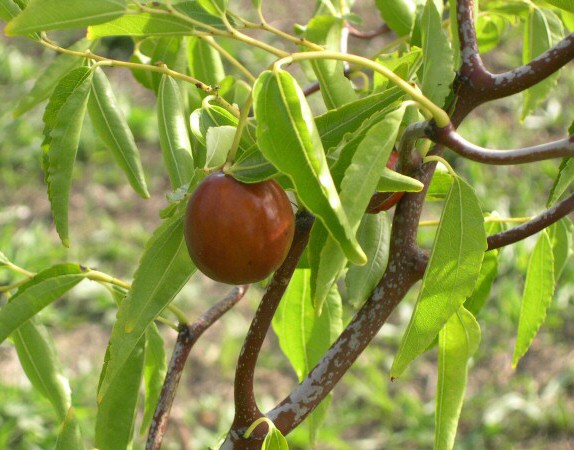 Ziziphus jujuba 'So' : jujube m�re