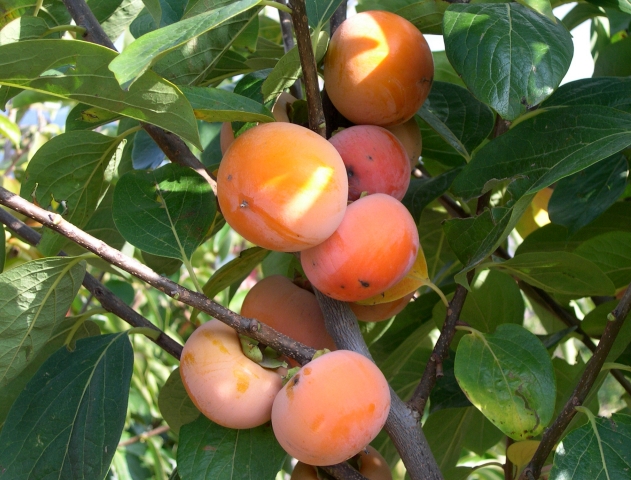 Diospyros kaki x Diospyros virginiana 'Nikitskaya Bordovaya'