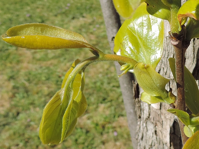 Diospyros kaki Thunb. : jeune rameau sensible au gel 