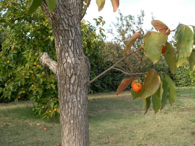 Diospyros kaki Thunb. : repercement avec fructification sur un tronc d'une quarantaine d'ann�es