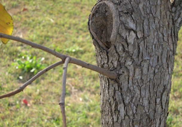 Diospyros kaki Thunb. : repercement sur un tronc d'une quarantaine d'ann�es (d�tail)