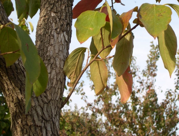 Diospyros kaki Thunb. : repercement sur une grosse charpenti�re (sujet d'une quarantaine d'ann�es)
