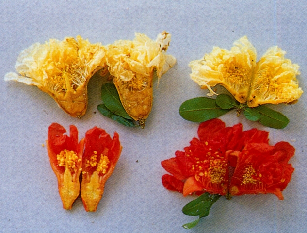 Punica granatum : comparaison fleur st�rile et fleur � fruit