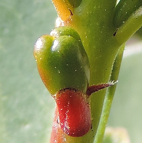 Psidium cattleianum Sab. : stipules de part et d'autre de la base de la feuille rouge�tre accompagnant le bouton floral