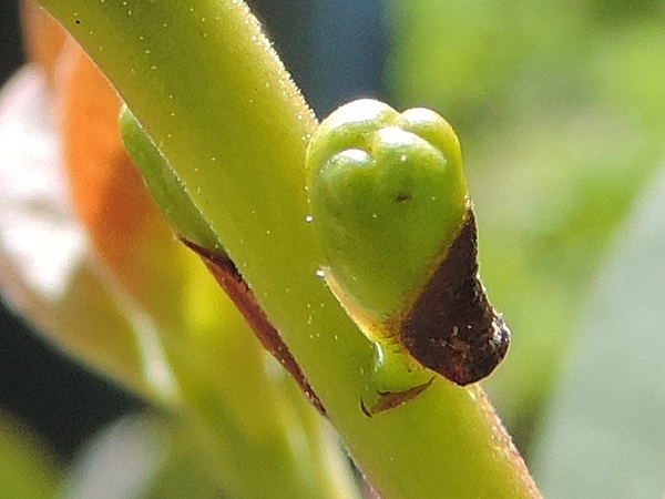 Psidium cattleianum Sab. : dess�chement et d�tachement � l'�tat d'�cailles des feuilles accompagnant les boutons floraux