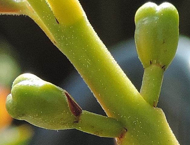 Psidium cattleianum Sab. : stipules de part et d'autre de la base des bract�oles de la fleur