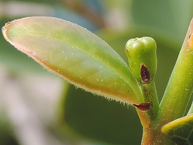 Psidium cattleianum Sab. : dess�chement et chute des bract�oles du boutons floral