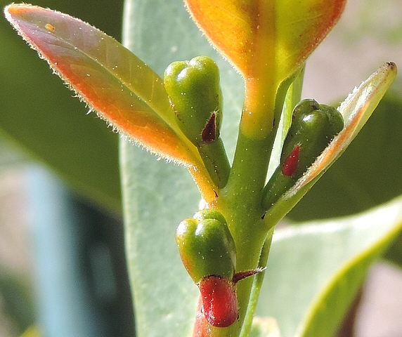 Psidium cattleianum Sab. : feuilles accompagnatrices de boutons floraux - 3 stades de d�veloppement