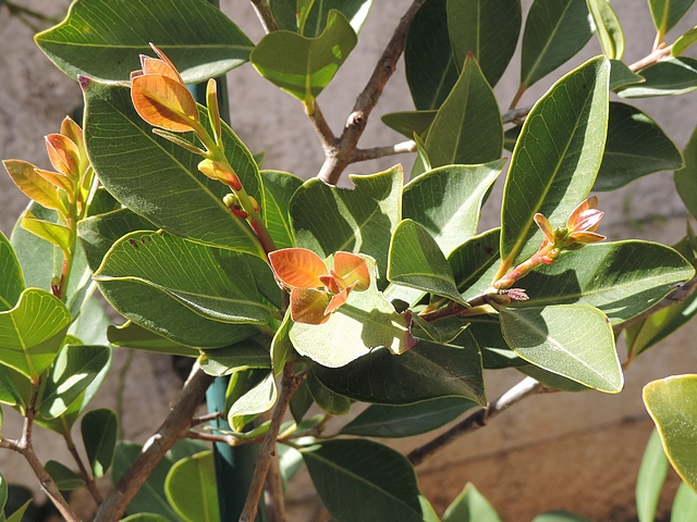 Psidium cattleianum Sab. : rameaux de l'ann�e florif�res, tranchant par leur couleur sur le feuillage �g�