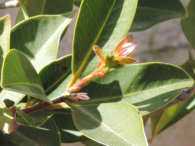 Psidium cattleianum Sab. : �mergence d'un rameau de l'ann�e florif�re au sommet d'un rameau de 1 an