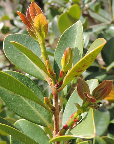 Psidium cattleianum Sab. : �mergence des rameaux de l'ann�e florif�res