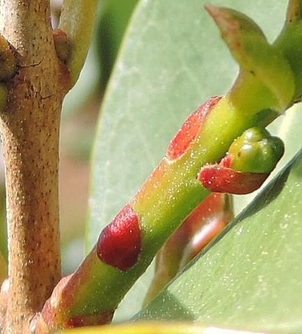 Psidium cattleianum Sab. : feuilles initialement sous forme d'�cailles rouge�tres plaqu�es contre le rameau