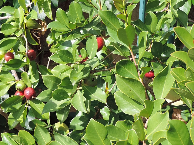 Psidium cattleianum Sab. : feuillage persistant attractif