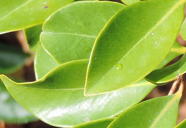 Psidium cattleianum Sab. : diff�rents sommets de feuilles