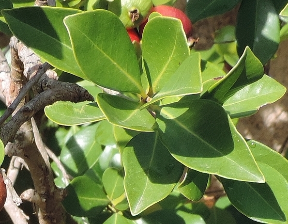 Psidium cattleianum Sab. : feuilles oppos�es d�cuss�es 