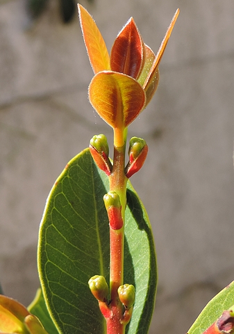 Psidium cattleianum Sab. : boutons floraux, en position oppos�e d�cuss�e sur rameau de l'ann�e