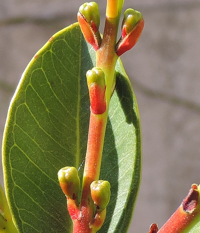 Psidium cattleianum Sab. : boutons floraux, en position oppos�e d�cuss�e