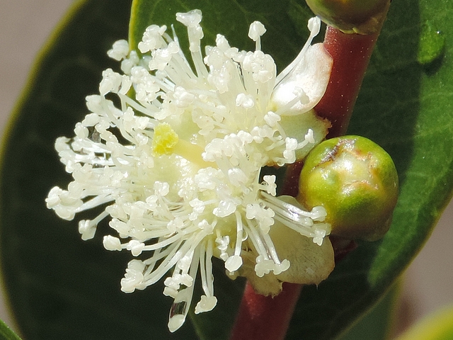 Psidium cattleianum Sab. : fleur
