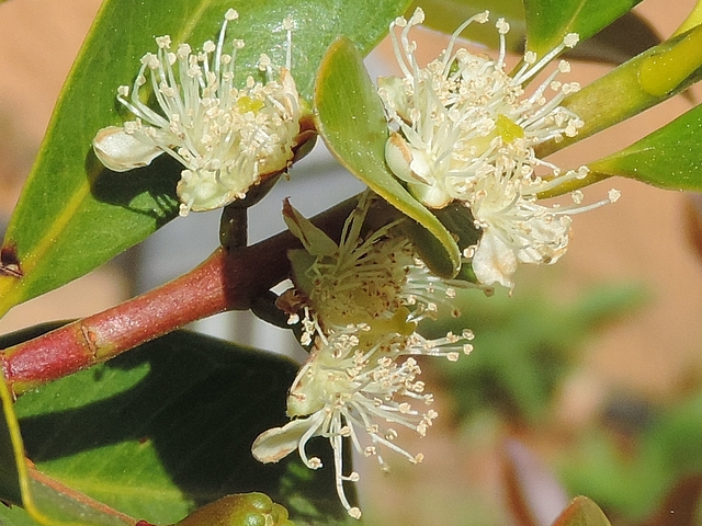 Psidium cattleianum Sab. : fleurs commen�ant � se faner.