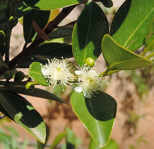 Psidium cattleianum Sab. : fleurs