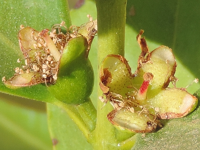 Psidium cattleianum Sab. : fleurs fan�es