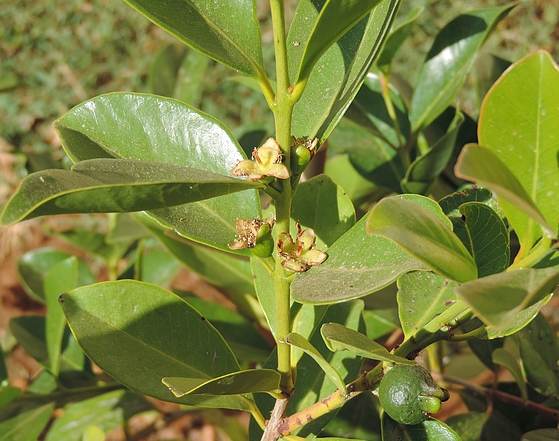 Psidium cattleianum Sab. : fleurs fan�es (noter la taille minuscule)