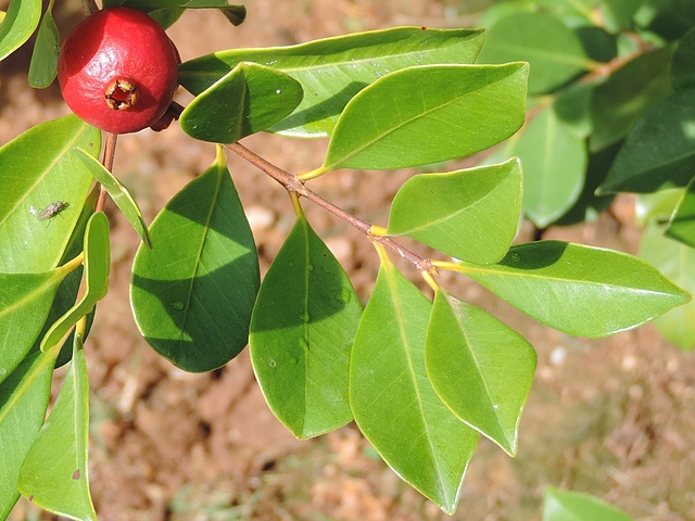Psidium cattleianum Sab. : feuilles (rameau de l'ann�e)