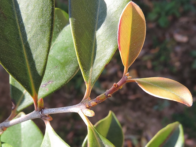 Psidium cattleianum Sab. : rameau de l'ann�e (rouge�tre) en cours de d�veloppement ; longueur r�elle : 18 mm