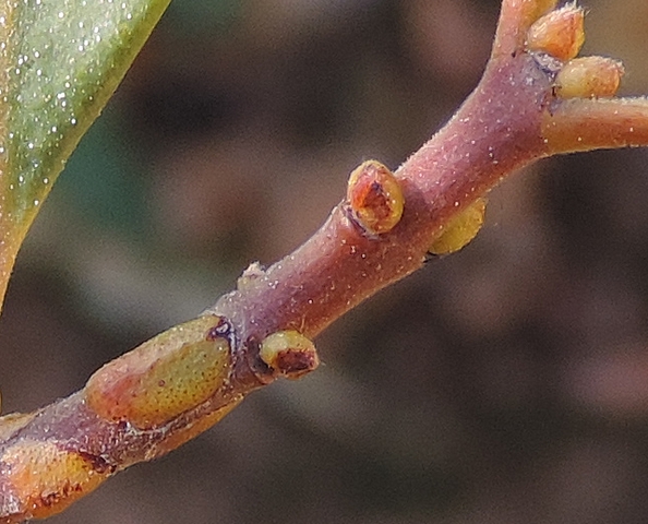 Psidium cattleianum Sab. : quatre boutons floraux avec cicatrices de feuilles tomb�es