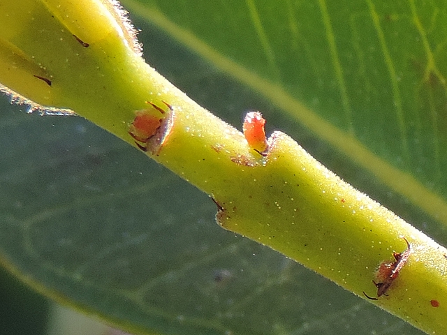 Psidium cattleianum Sab. : stipules au point d'attache des p�tioles des feuilles tomb�es