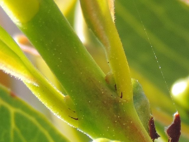 Psidium cattleianum Sab. : stipules de part et d'autre de la base des feuilles