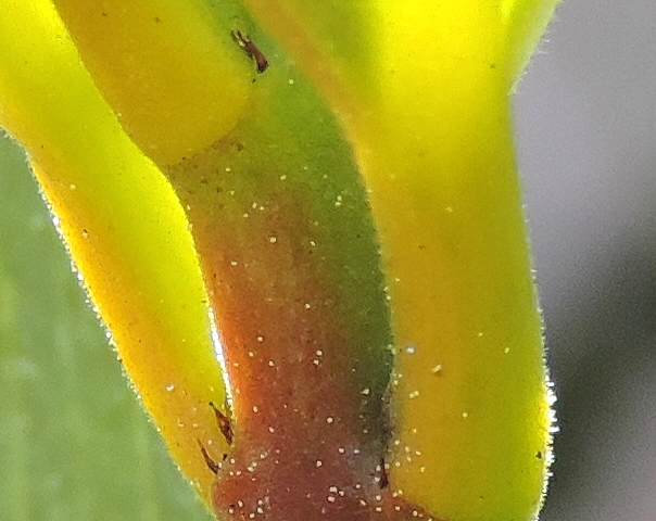 Psidium cattleianum Sab. : stipules de part et d'autre de la base des feuilles