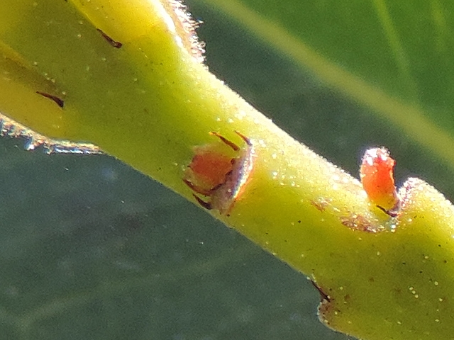 Psidium cattleianum Sab. : stipules au nombre de quatre � la base de la feuille (cas rare)