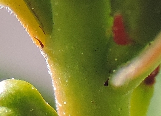 Psidium cattleianum Sab. : stipules de part et d'autre de la base des feuilles