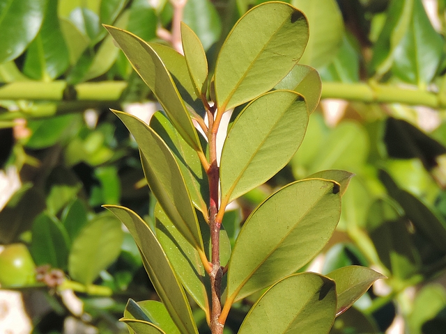 Psidium cattleianum Sab. : feuilles oppos�es d�cuss�es (d�tail de la disposition)